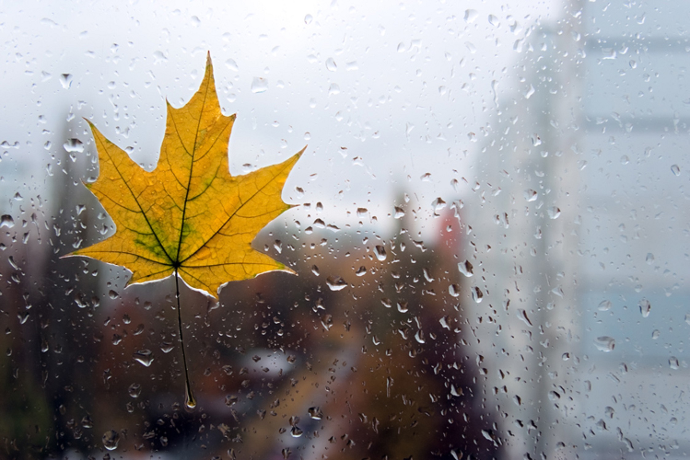 Ночью по листьям стучал беспрерывно. Осенний дождь. Дождь осенью. Осенний лист на стекле. Осенняя погода.